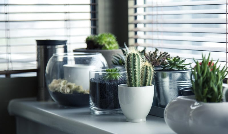 Plant Arrangements