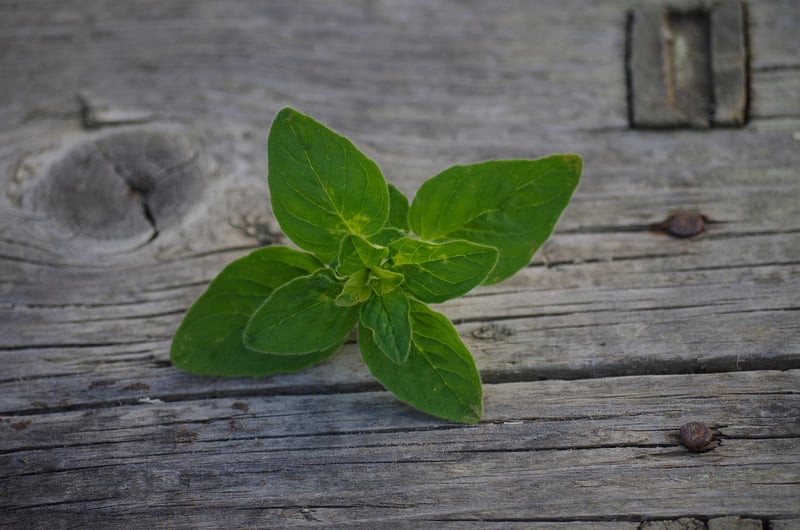 Oregano plant in a kitchen