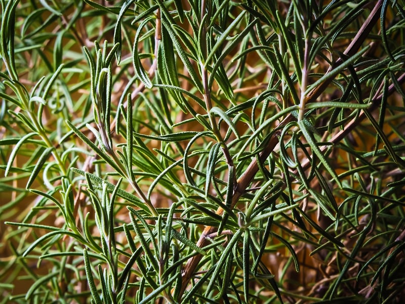 Rosemary plant in a kitchen